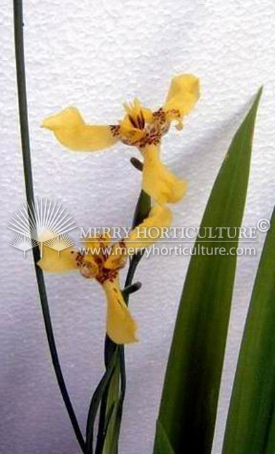 Neomarica longifolia (Fan iris)-flower